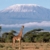 African Experience by Kenneth P. Vickery African Experience by Kenneth P. Vickery