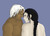 Companion (Dichotomy, #1)