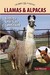 Llamas and Alpacas: Small-scale Herding for Pleasure and Profit