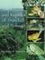 Amphibians And Reptiles Of Trinidad And Tobago