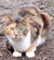 Warrior Cat Roleplays