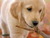 Dog/Puppy Lovers