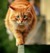 Warrior Cats RP-Wild Hearts