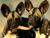 Andre's Editorial Menagerie