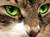 Warrior Cats