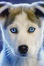 Wolves Roleplay