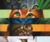 Warrior Cats Forever!