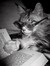 Cat Mystery Lovers