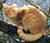 Real Warriors Cats