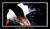 Polar Bear Magic Book Series & Wandering Albatross Magic Book Series