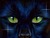 Amberstar's Warriors Cats Fanfic