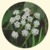 Hello, Hemlock!