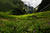 The Untamed Lands