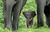 All About Animals