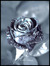 Hidden Rose Academy RPG