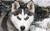 All About Animals