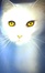 Warriors Cats- Legend of the Four