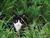 Warrior Cats Role-Play