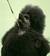 Poodle-pocalypse: The Role-play Game