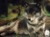 Night Pack wolf rp
