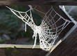 His Itsy Bitsy Spider