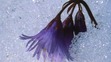 A Few Aimless Poems