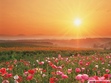 Nature Peoms