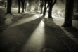 Shadows Dance in the Light