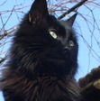 Black Cat