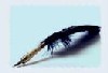 Rowena's Quill