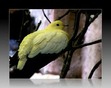 Birds don't need wings