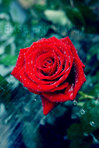 Raining Magic