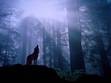 Wolves of the Star