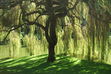 The Weeping Willow