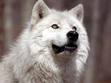 Wild, Wild Wolves