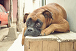 The Dog Who Waits
