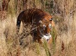 The Tiger's Hunt