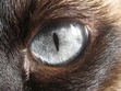 Full Moon Prophecy