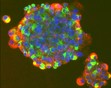 The Wonderful World of Stem Cells