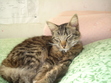 Dreaming about my lost pet