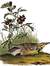 Meadowlark