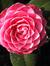 Camellia