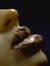 HORTA