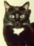 Douglas