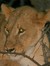 lionlady