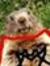 Majormarmot