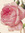 TheRose
