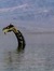 Nessie
