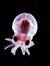 Curious Squid
