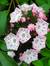 MountainLaurel